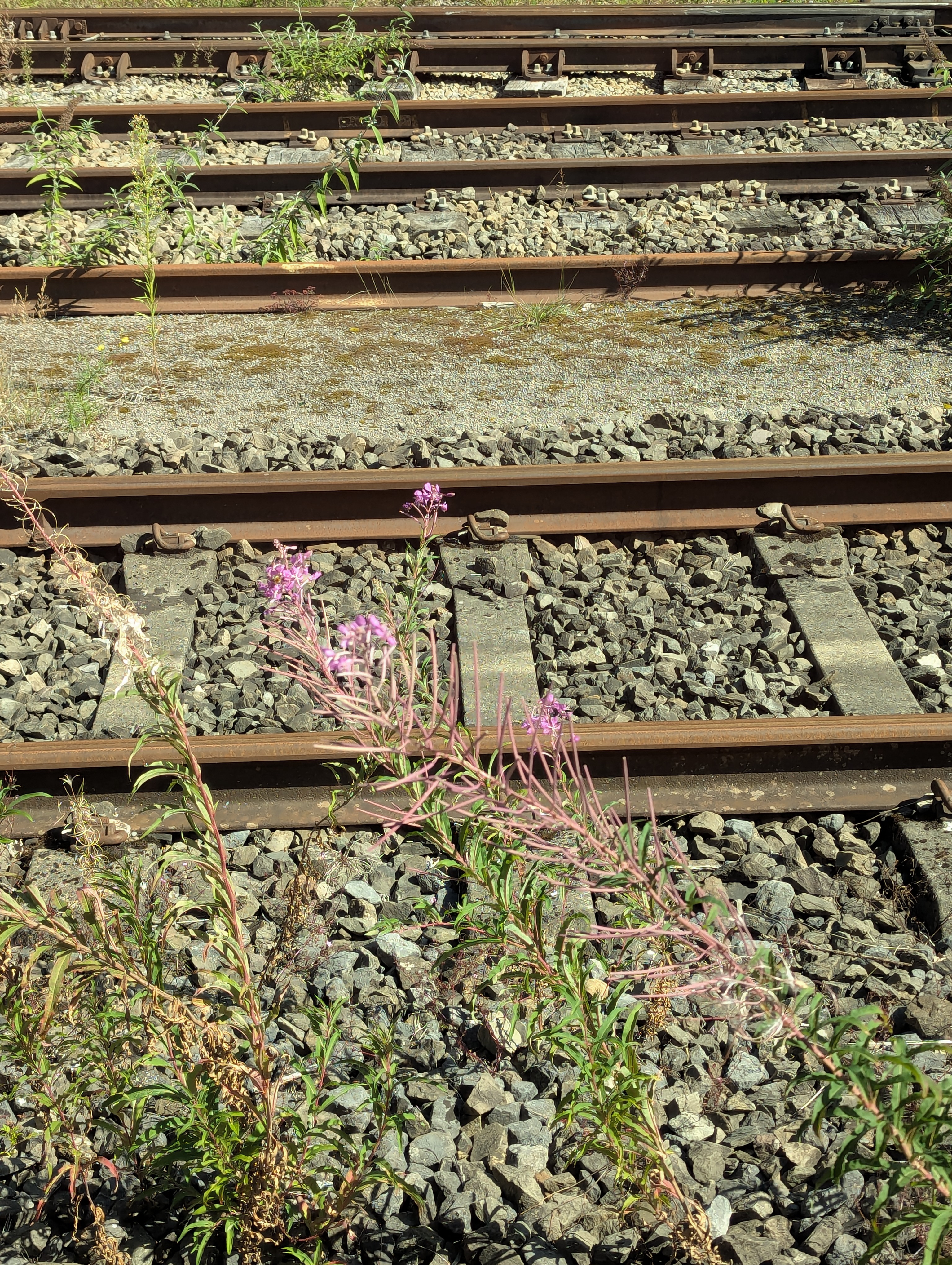 train, Koln, Germany, Belgium
